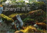 Megascans Library资源库 2016