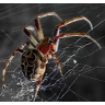 C4D蜘蛛网插件AEscripts SpiderWeb 1.2 最新免费版