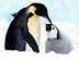 南极企鹅PPT模板 2023 正式版