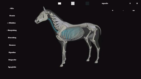 马匹解剖模拟器手游