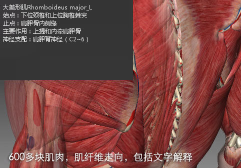 3DBody7.0解剖学软件